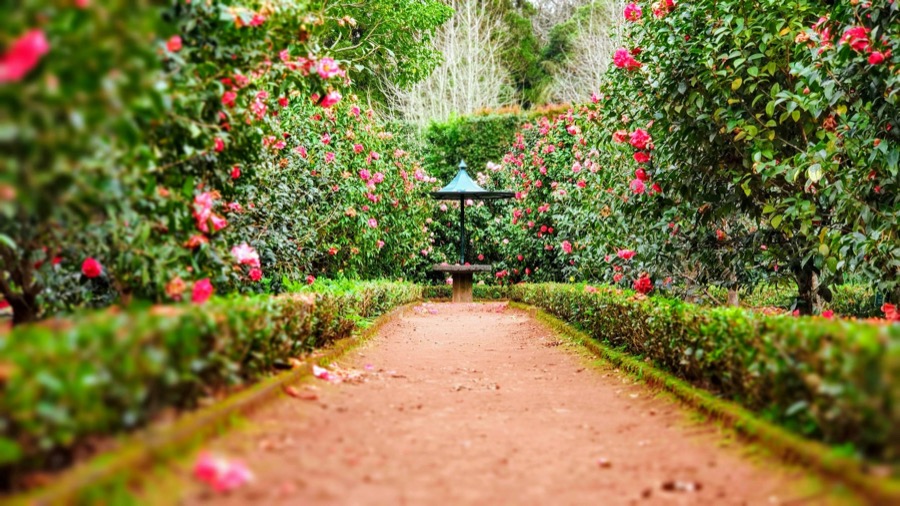 Garden path lined with trimmed hedges