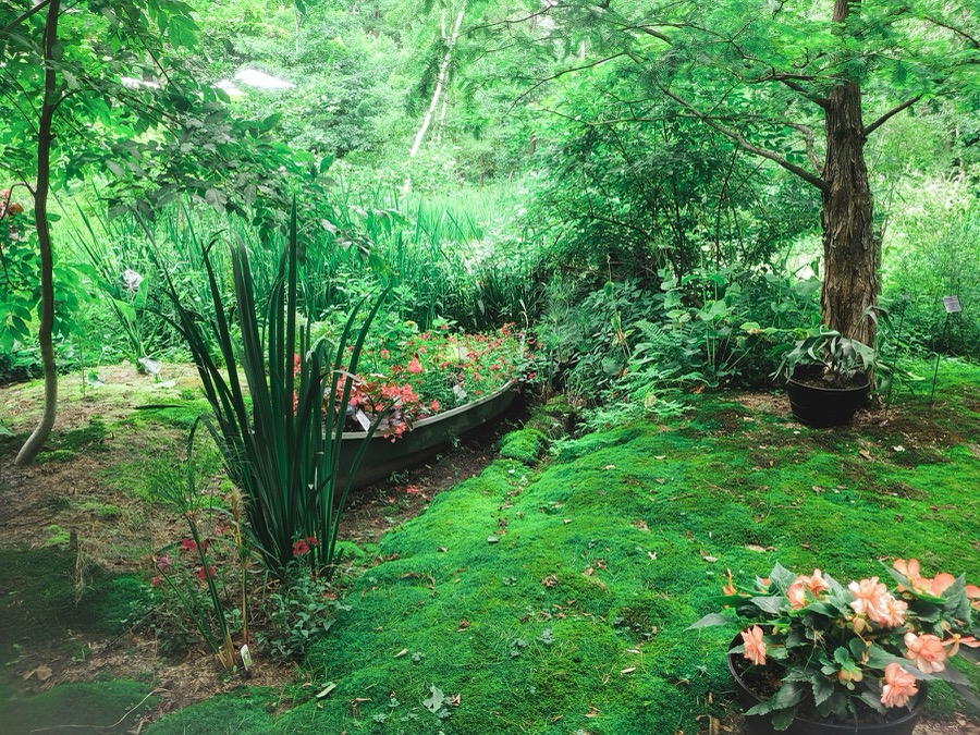 Shady garden with ground cover and flowers