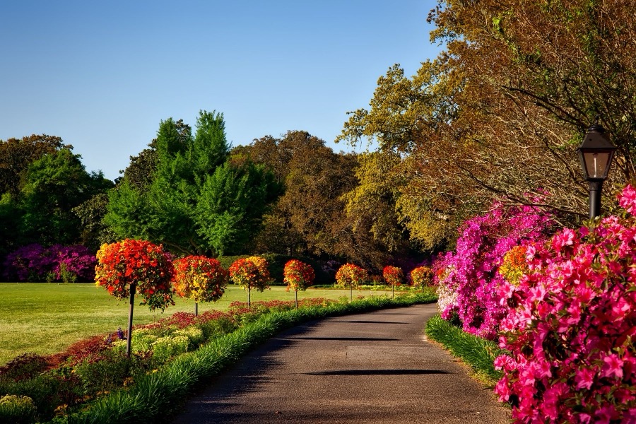 Garden path with lawn and flowering trees